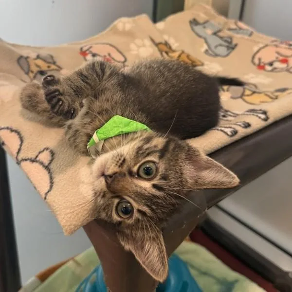 A baby small-sized male Domestic Short Hair cat named Clifford for adoption in Dublin, CA
