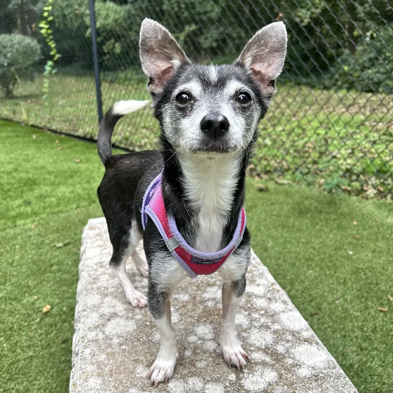 A senior small-sized male Chihuahua dog named Zeus for adoption in Huntington, NY