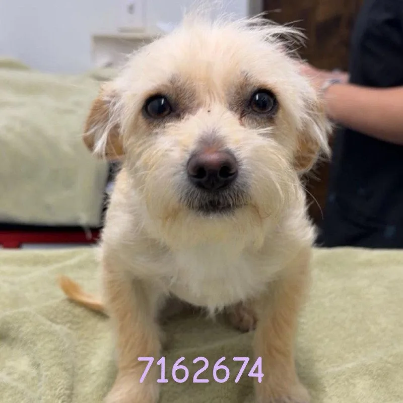 An adult small-sized female Terrier dog named Eira for adoption in Chico, CA