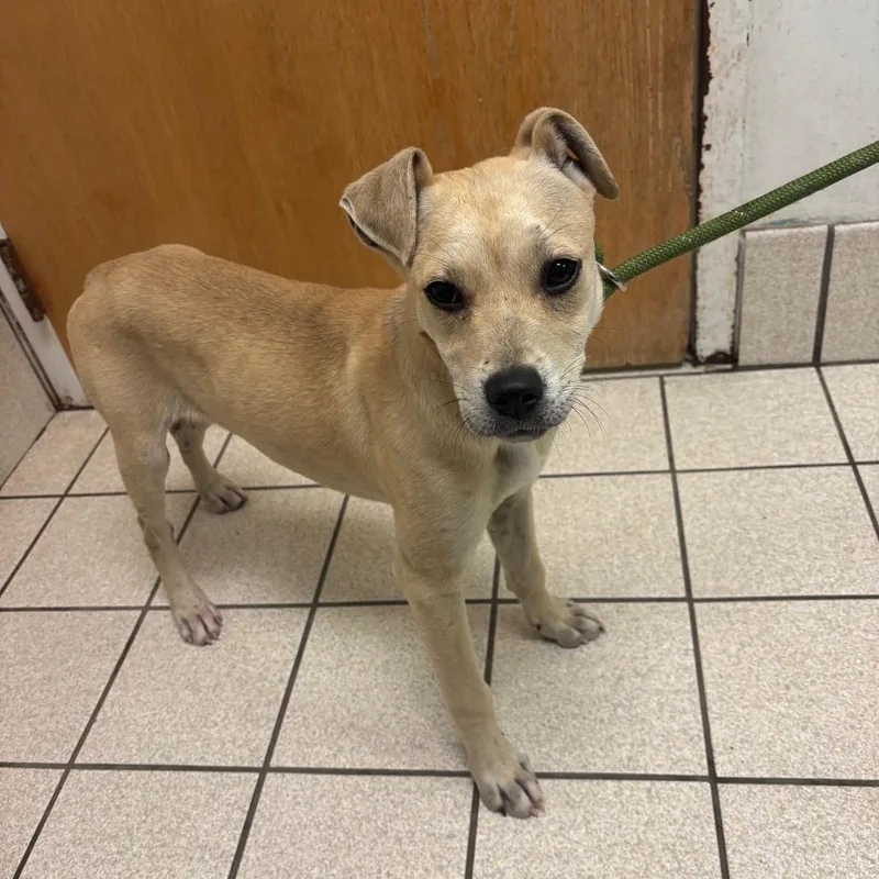 A baby small-sized female Yellow / Tan / Blond / Fawn Mixed Breed dog named Vanilla for adoption in Charleston, WV