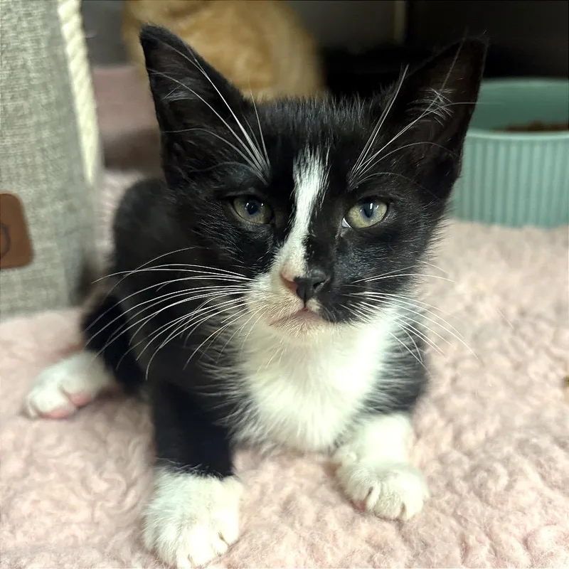 A baby small-sized male Black Domestic Short Hair cat named Waluigi for adoption in Fort Lauderdale, FL