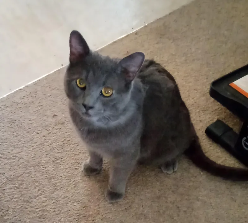 A young medium-sized male Gray / Blue / Silver Domestic Medium Hair cat named Grayson Whitt for adoption in Stowe, PA