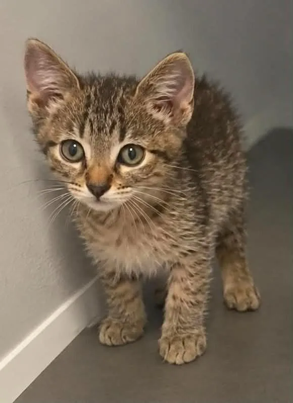 A baby small-sized male Domestic Short Hair cat named Scoot for adoption in Columbia, TN