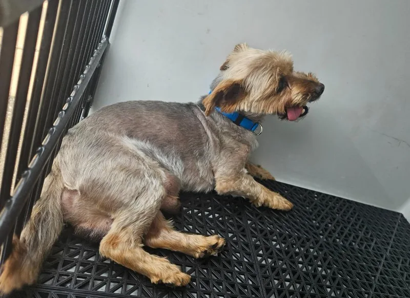 A young small-sized male Yorkshire Terrier dog named Fletcher for adoption in Vineland, NJ