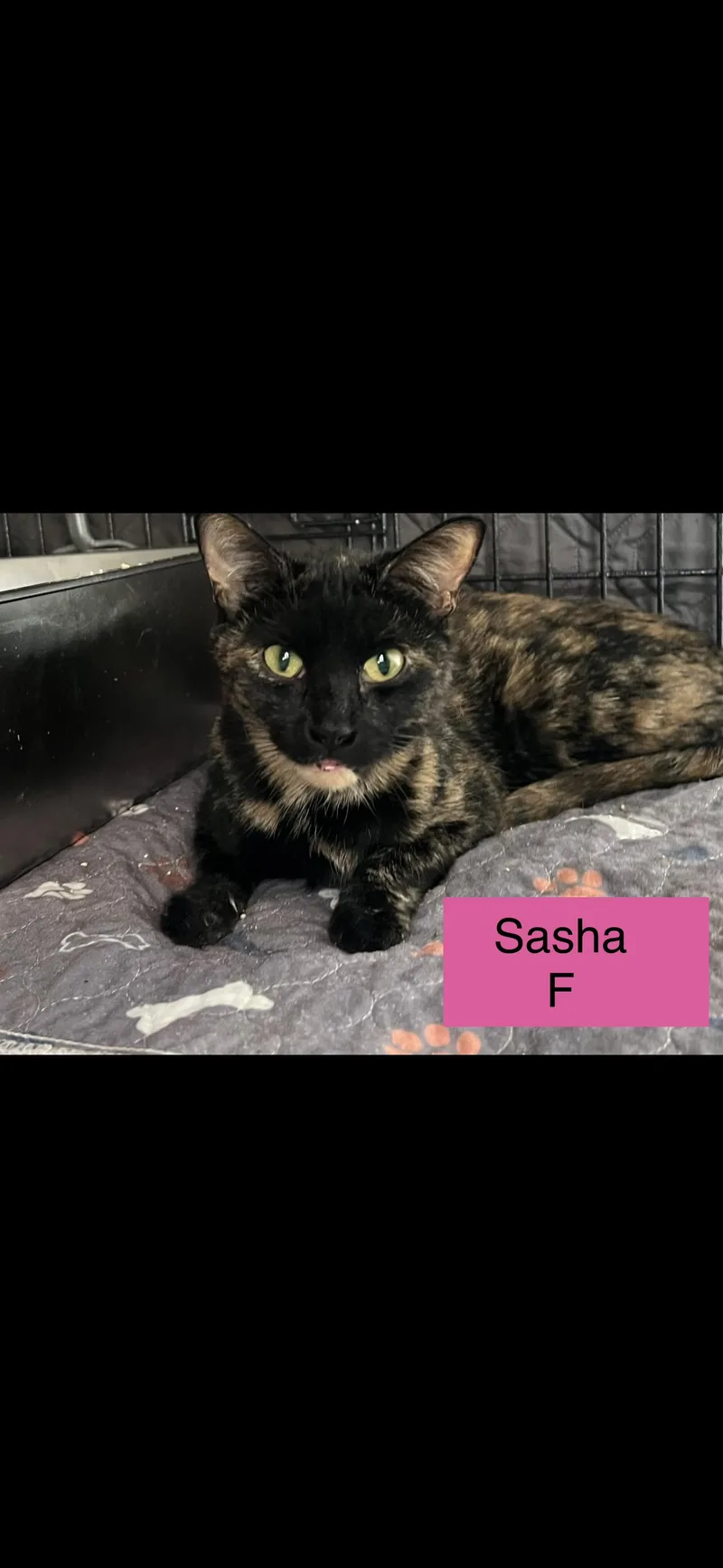 An adult medium-sized female Domestic Short Hair cat named Sasha for adoption in Sneads Ferry, NC