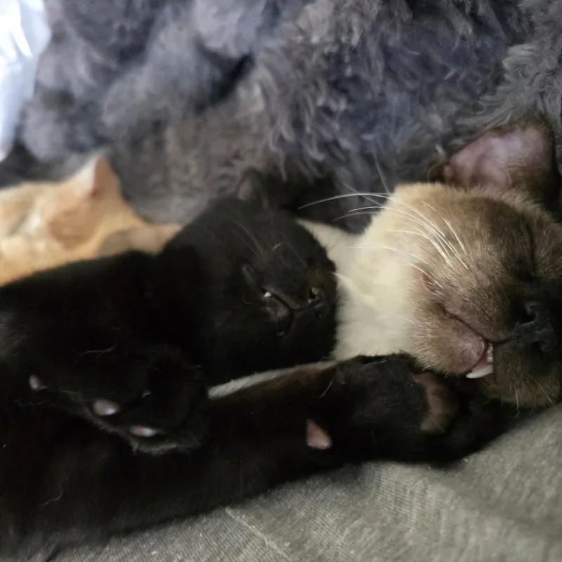 A young medium-sized male Cream / Ivory Siamese cat named Gatsby for adoption in Tulsa, OK