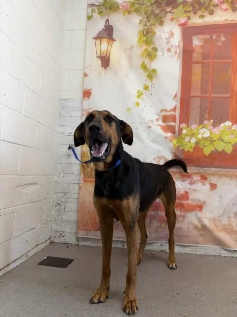 An adult large-sized male German Shepherd Dog dog named Axel for adoption in San Bernardino, CA