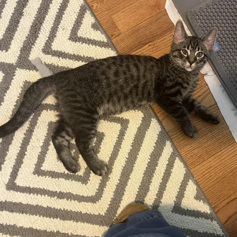 A baby medium-sized male Brown / Chocolate Domestic Short Hair cat named Banjo for adoption in Gibsonia, PA