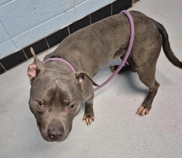 An adult medium-sized male Pit Bull Terrier dog named Pen  Brodie for adoption in Lawrenceville, GA