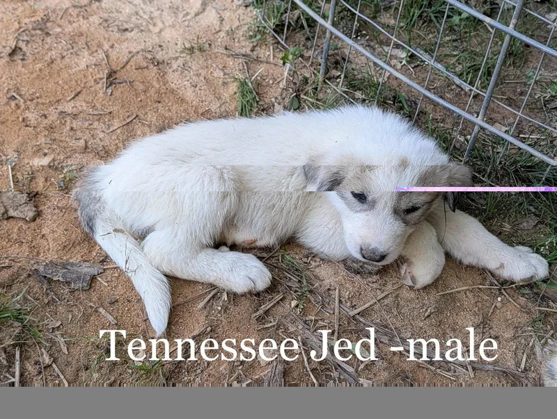 A baby large-sized male Great Pyrenees dog named Tennessee Jed for adoption in Alpharetta, GA