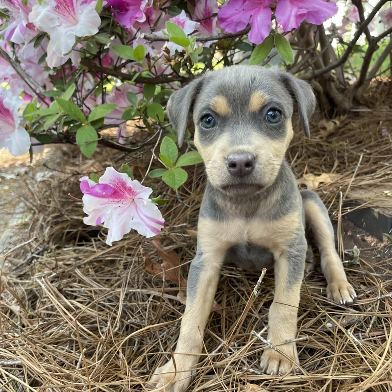 A baby medium-sized female Bicolor Labrador Retriever dog named Marina for adoption in Greensboro, NC