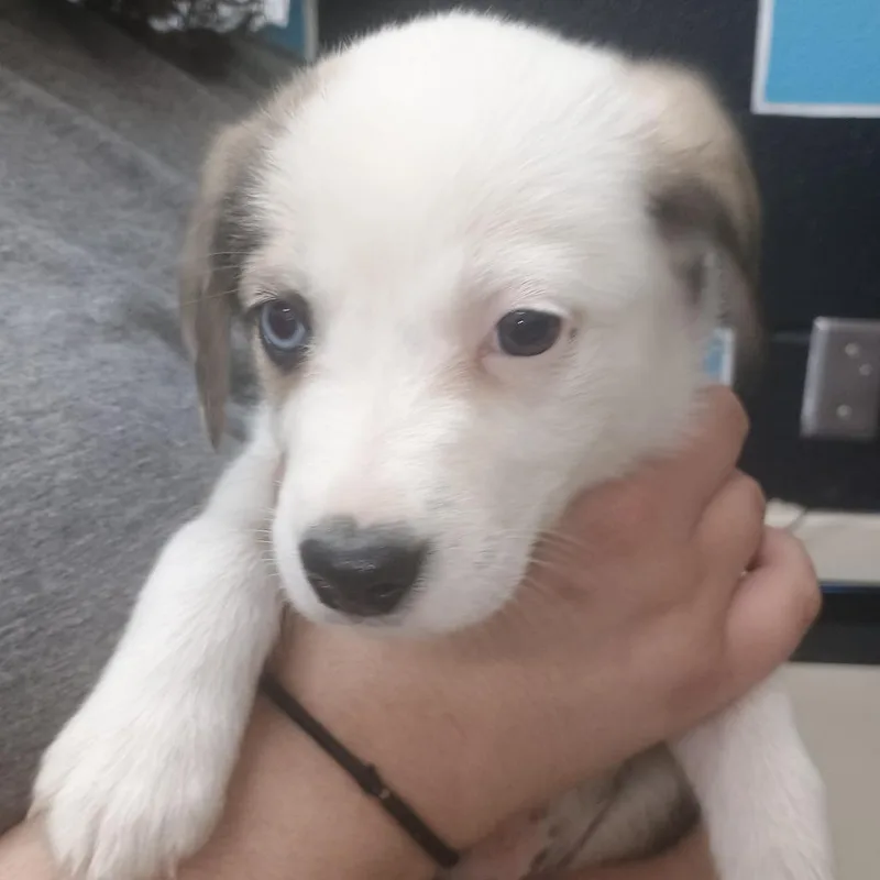 A baby small-sized male Brown / Chocolate Mixed Breed dog named Comet for adoption in Ardmore, OK