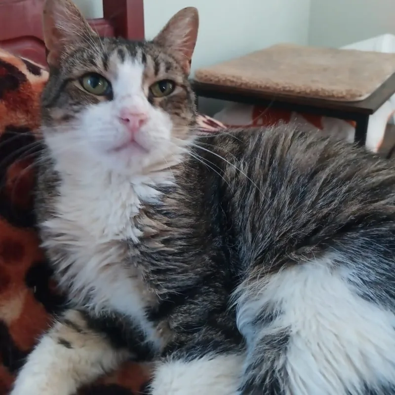 An adult medium-sized female American Wirehair cat named Brookly for adoption in Union City, NJ