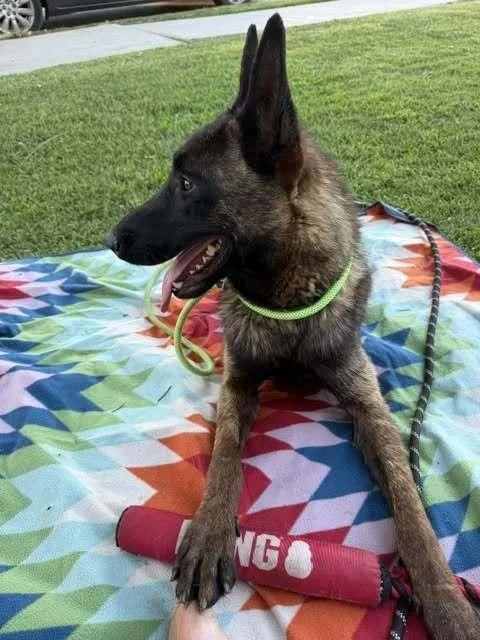 A young medium-sized male Tricolor (Brown, Black, & White) Belgian Shepherd / Malinois dog named Cain located in California for adoption in Imlay City, MI