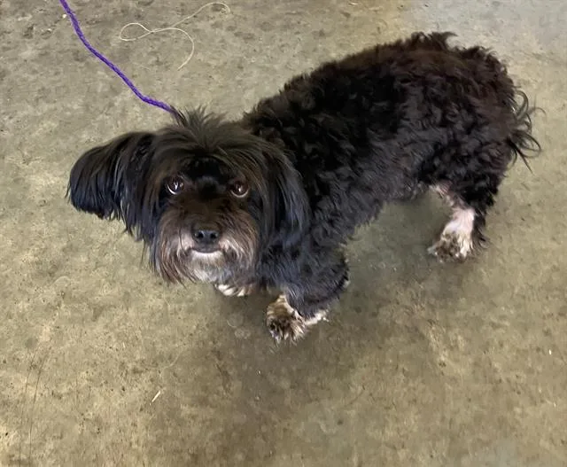 An adult medium-sized male Lhasa Apso dog named Piglet for adoption in Tustin, CA