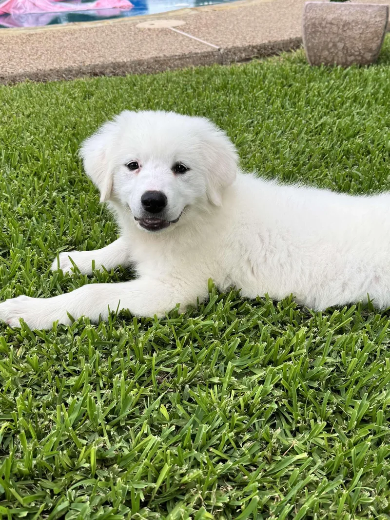 Remi Rue Dfw