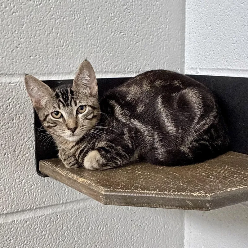 A baby small-sized male Black Domestic Short Hair cat named Juicy Track Suit for adoption in Carencro, LA