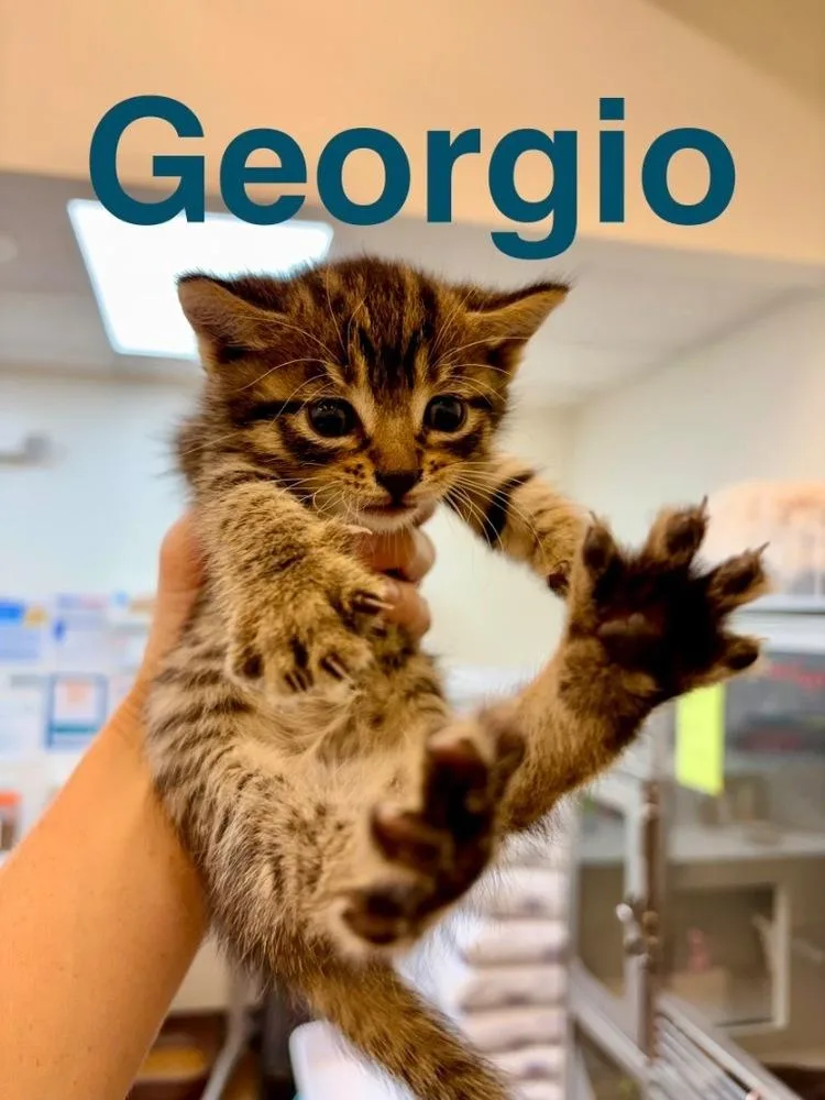 A baby small-sized male Brown / Chocolate Domestic Short Hair cat named Georgio for adoption in Randolph, MA