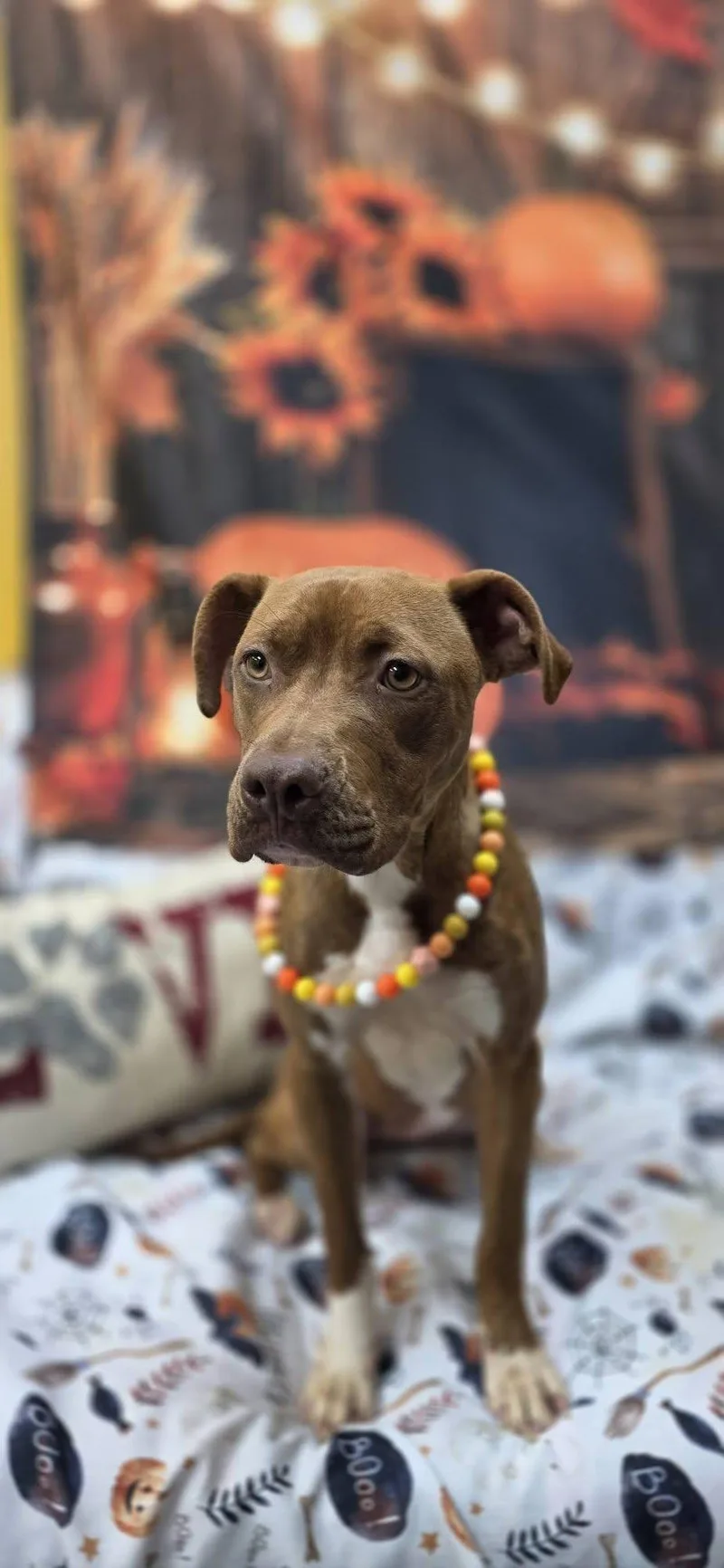 An adult medium-sized female Pit Bull Terrier dog named Sexy Red for adoption in Bishopville, SC