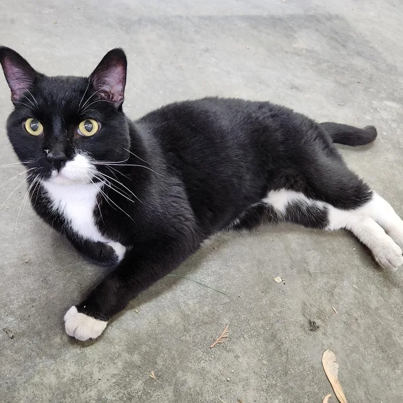 An adult small-sized male Black Domestic Short Hair cat named Big Guy for adoption in Rochester, MN