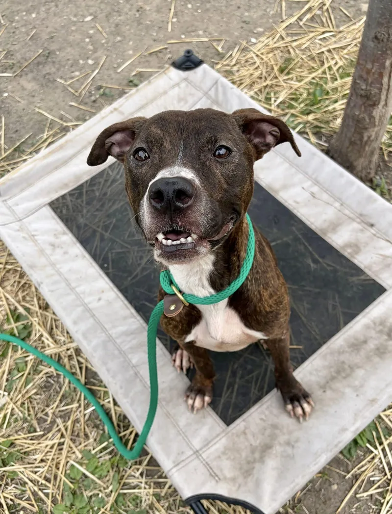 An adult medium-sized female Brindle Pit Bull Terrier dog named Fiji for adoption in Chicago, IL