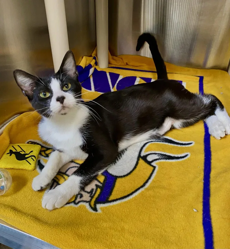 A young medium-sized female Black & White / Tuxedo Domestic Short Hair cat named Casey for adoption in Fargo, ND