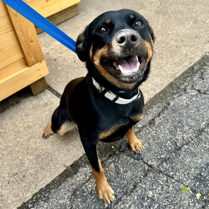 An adult medium-sized female Black Mixed Breed dog named Emoticon K for adoption in Union, MO