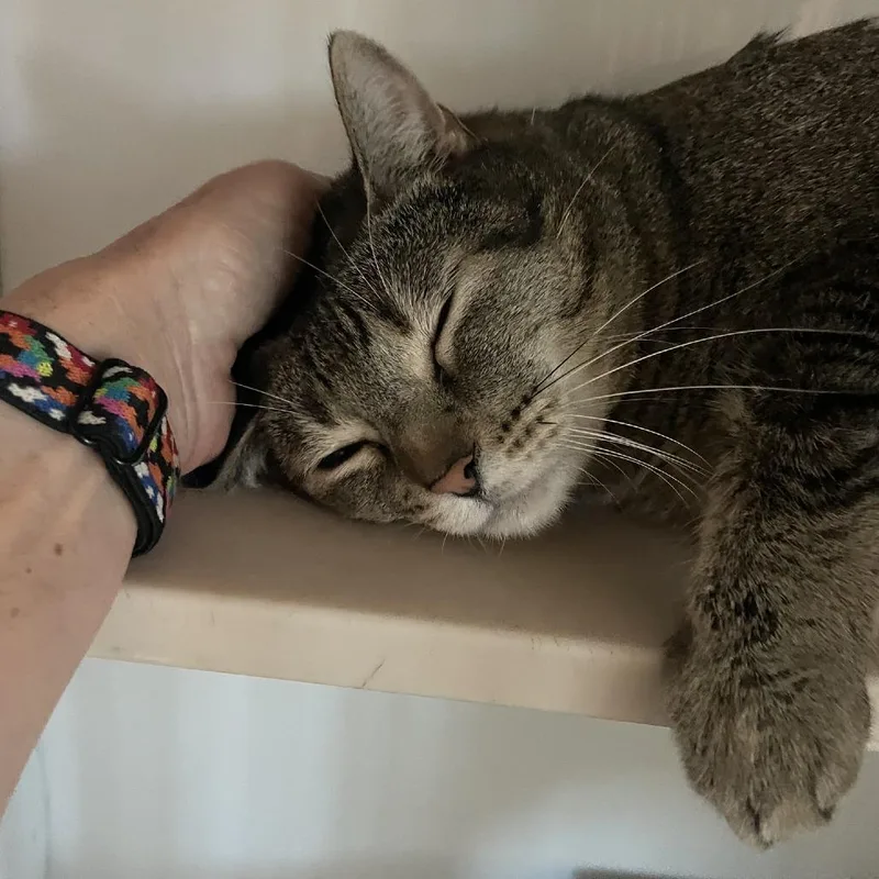 Missy thumbnail 4