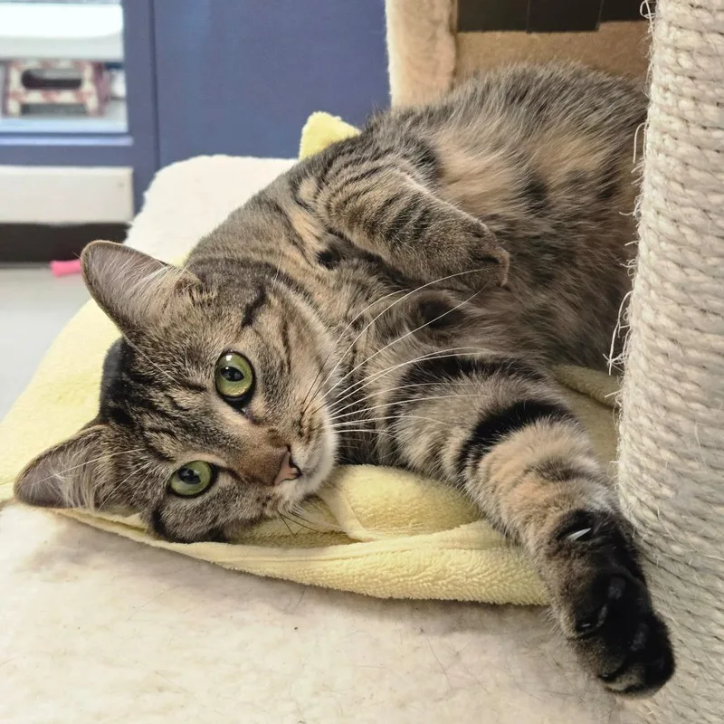 Cleopatra thumbnail 2