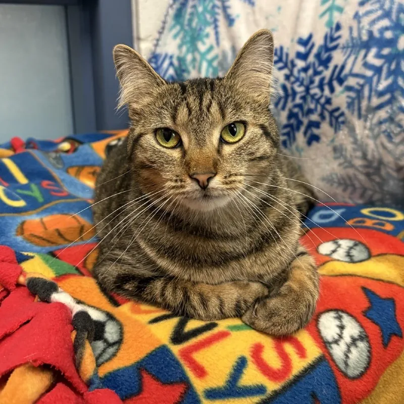 Cleopatra thumbnail 3