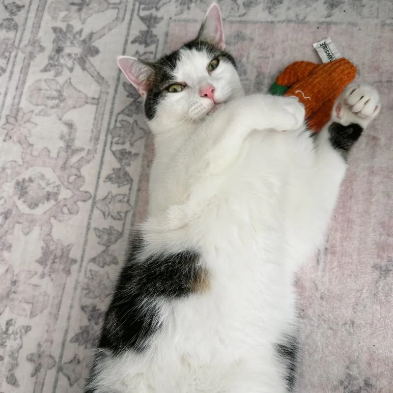An adult small-sized male White Domestic Short Hair cat named D&D: Divo for adoption in Falls Church, VA