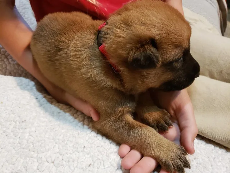 Tony  Avengers Litter thumbnail 3