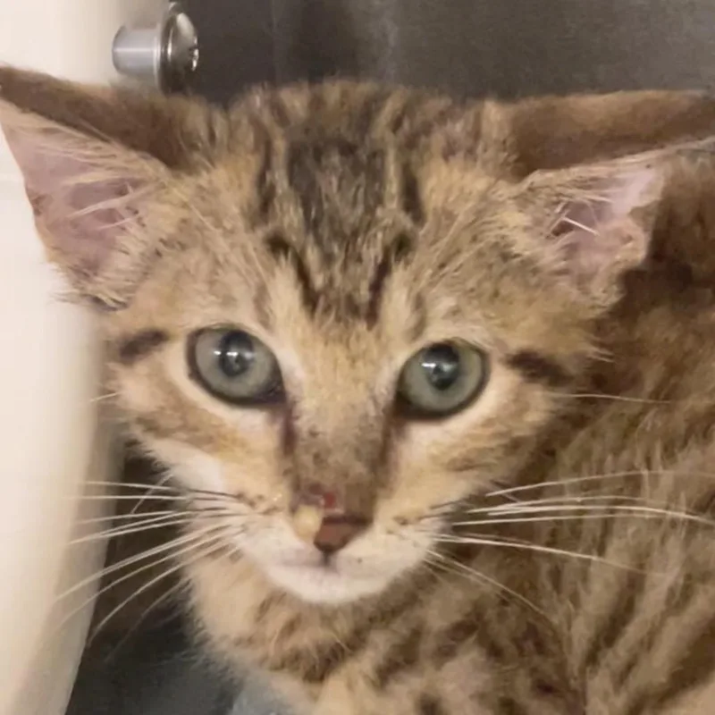 A baby small-sized female Brown / Chocolate Domestic Short Hair cat named Cinnamon for adoption in West Palm Beach, FL