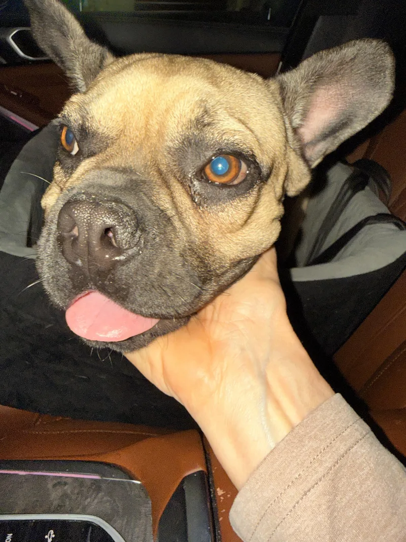 A young small-sized male French Bulldog dog named Hugo for adoption in San Diego, CA