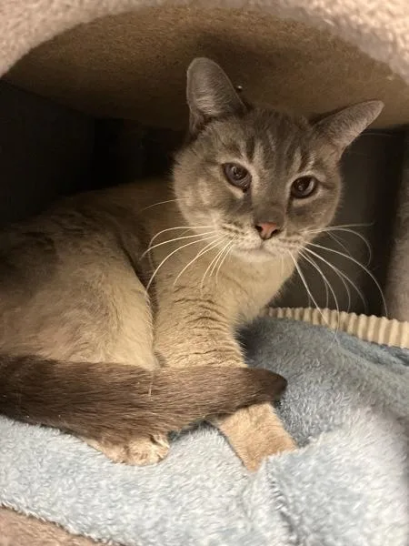 An adult medium-sized female Domestic Short Hair cat named Sammy for adoption in Salt Lake City, UT