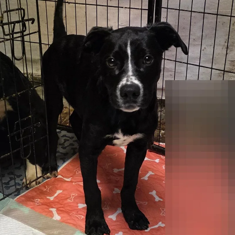 A baby medium-sized male Black Labrador Retriever dog named Robin for adoption in Alexandria, VA