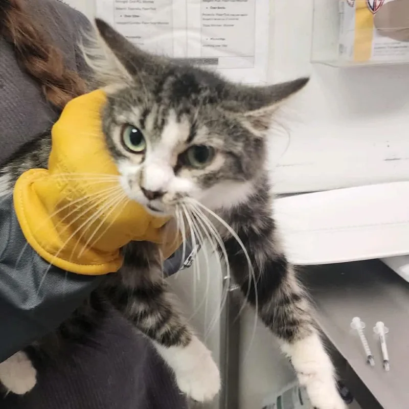 An adult medium-sized female Gray / Blue / Silver Domestic Medium Hair cat named Wendy for adoption in Charleston, WV