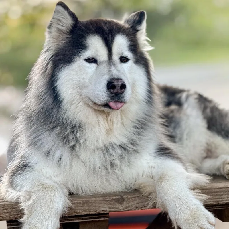 An adult large-sized male Husky dog named Lolin for adoption in Salem, OR