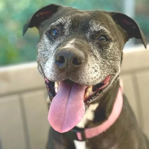 A senior medium-sized female Mixed Breed dog named Mia for adoption in Medford, OR
