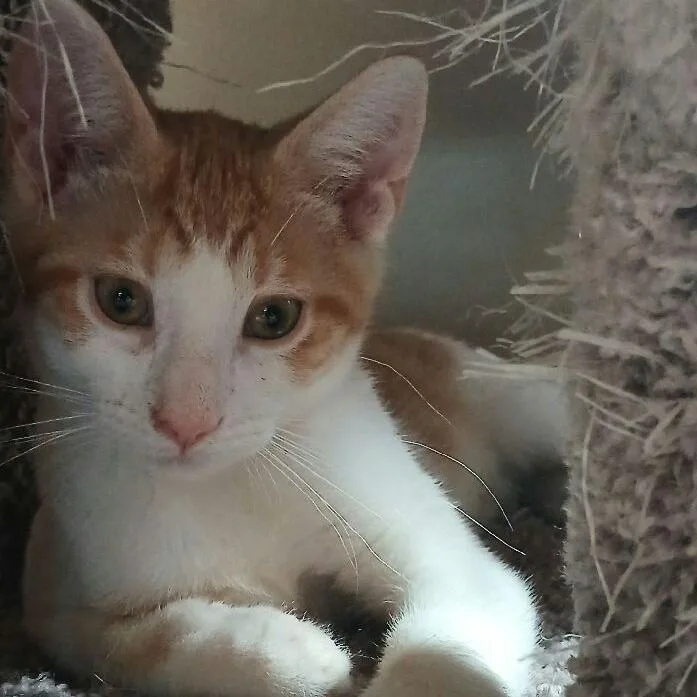 A baby small-sized male Orange / Red Domestic Short Hair cat named Boyle for adoption in Rochester, MN