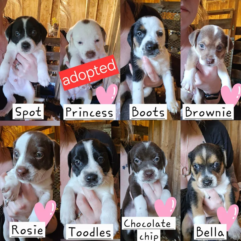 Boots thumbnail 2