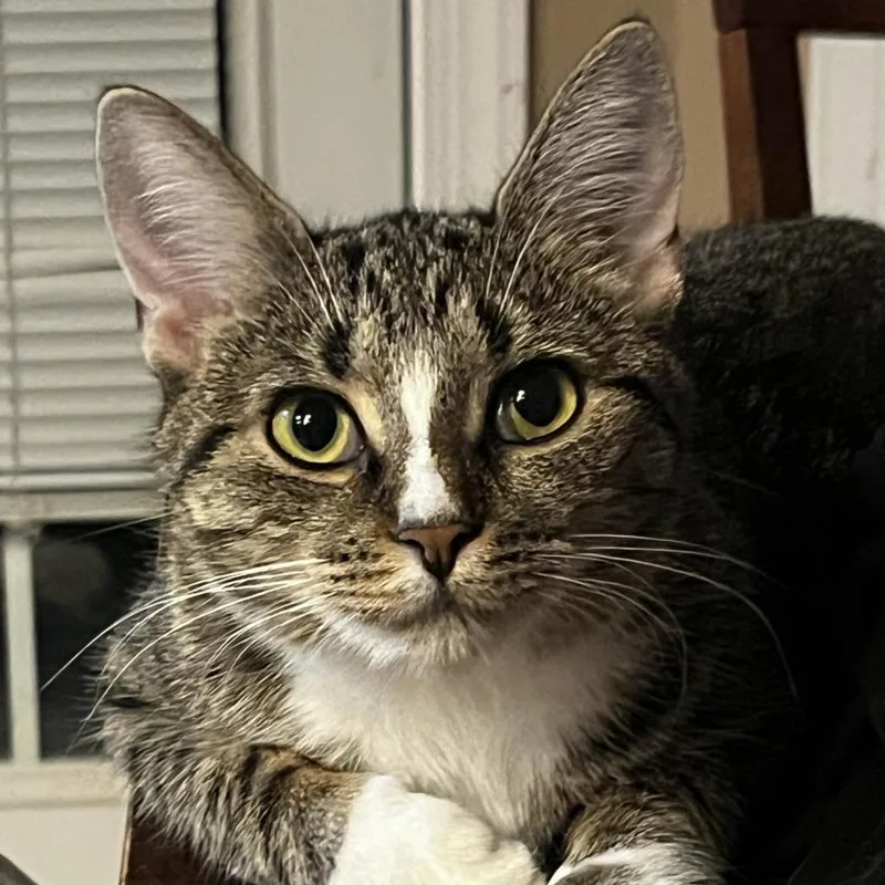 An adult small-sized female Brown / Chocolate Domestic Short Hair cat named Annie for adoption in Winchester, VA