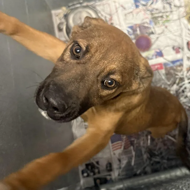 A baby small-sized male Brown / Chocolate Belgian Shepherd / Malinois dog named Larry for adoption in Blairsville, GA