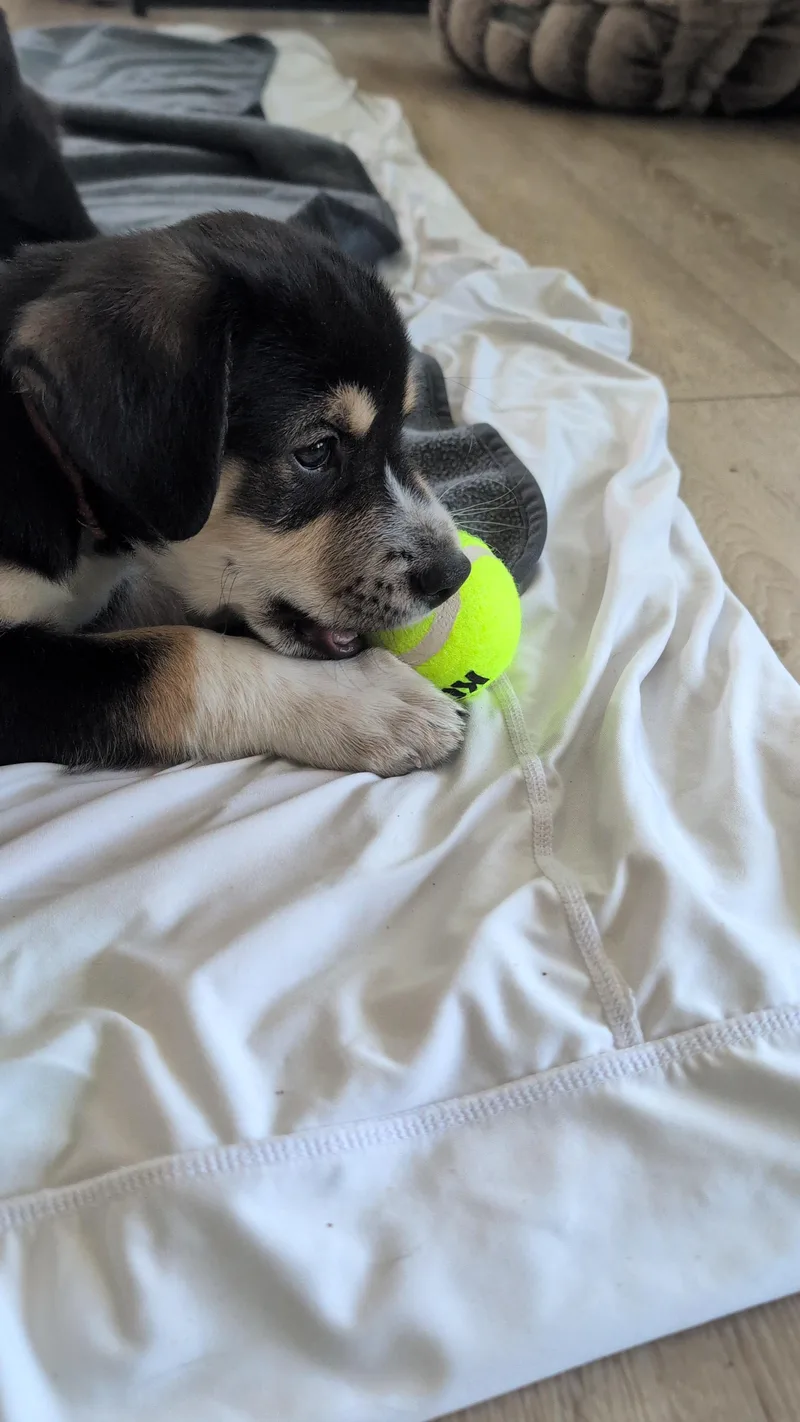 Oliver thumbnail 2