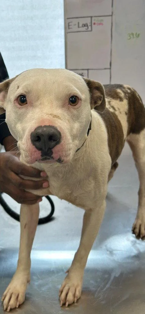 An adult medium-sized female Pit Bull Terrier dog named Poppy for adoption in Tarboro, NC