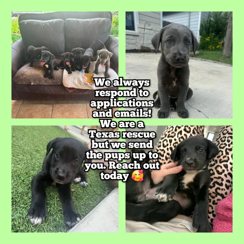 Puppies thumbnail 2
