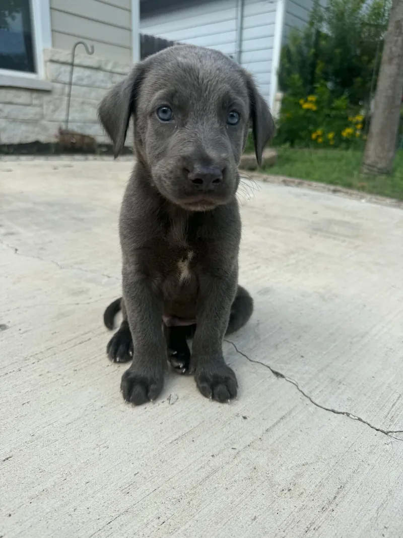 Puppies thumbnail 3