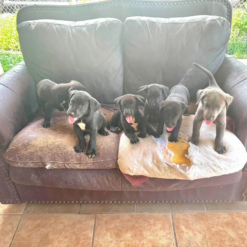 Puppies thumbnail 5