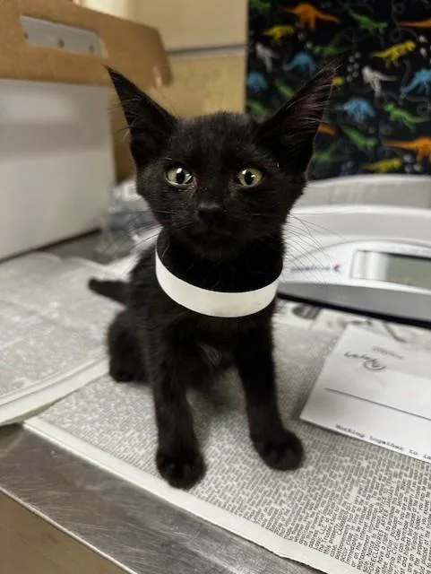A baby small-sized female Domestic Short Hair cat named Misty for adoption in Riverside, CA