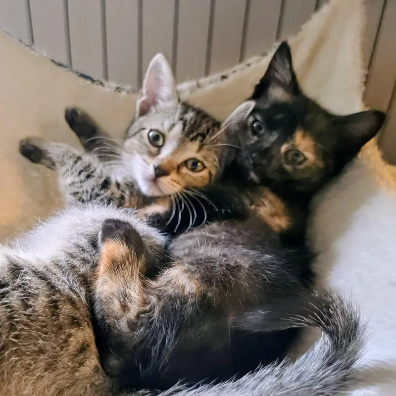 A baby medium-sized female Tabby (Brown / Chocolate) Domestic Short Hair cat named Cocoa for adoption in New Port Richey, FL